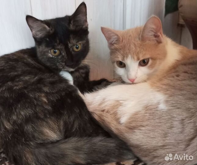 Отдам двух сестер-кошечек