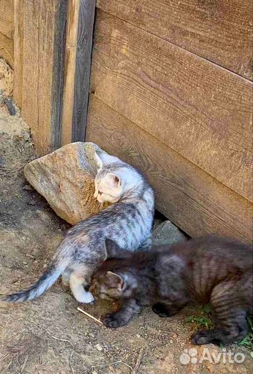 Британский котёнок