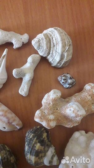 Набор ракушек и кораллов из Индийского океана