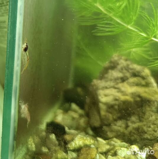 Продам гуппи и креветок