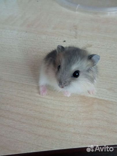 Джунгарский хомяк маленький