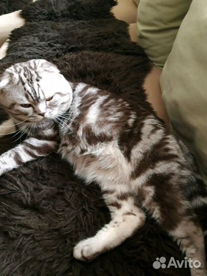 Шотландский вислоухий породистый кот на вязку