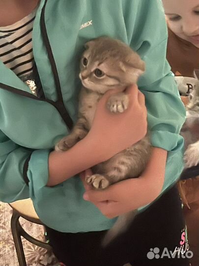 Отдам даром бесплатно