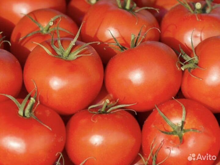 Семена томата Дар Заволжья