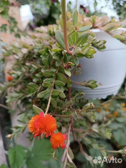 Вегетативный портулак