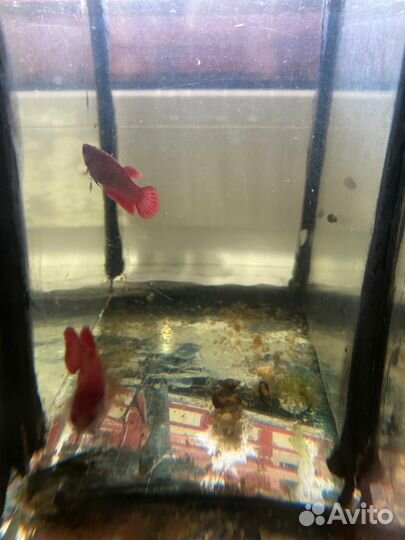 Рыба петушок