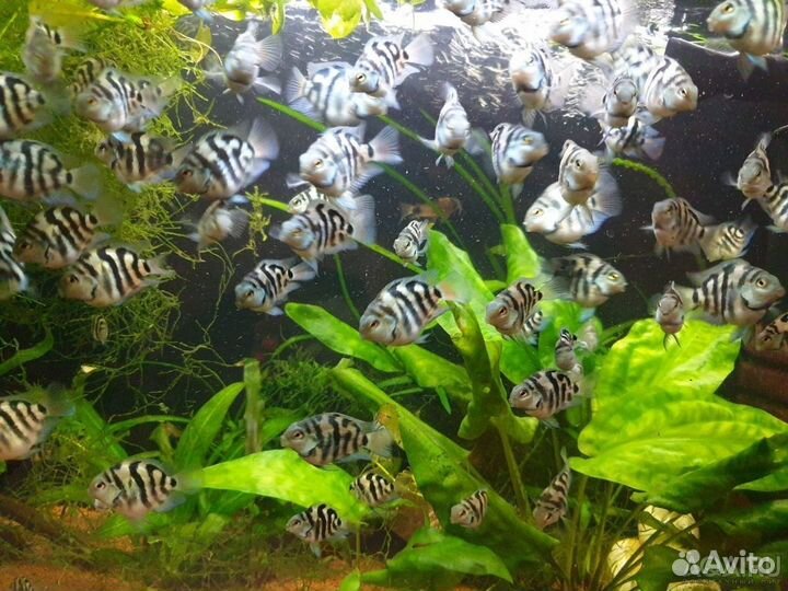 Сапфировый попугай