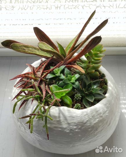 Флорариумы на подарок. Разноцветные суккуленты