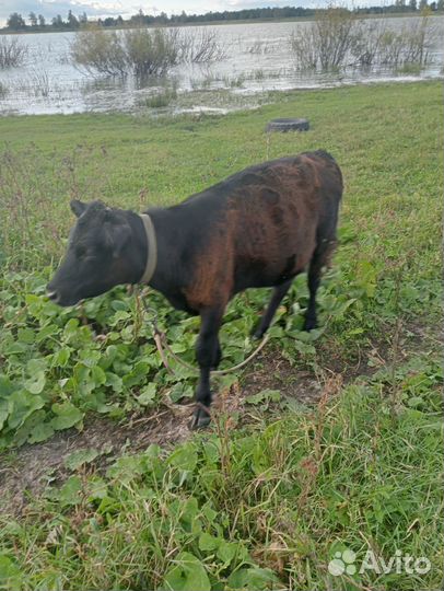 Тёлка. 6 месяцов