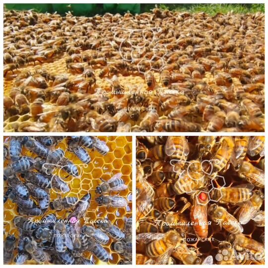 Пчелопакеты(заказы набраны)