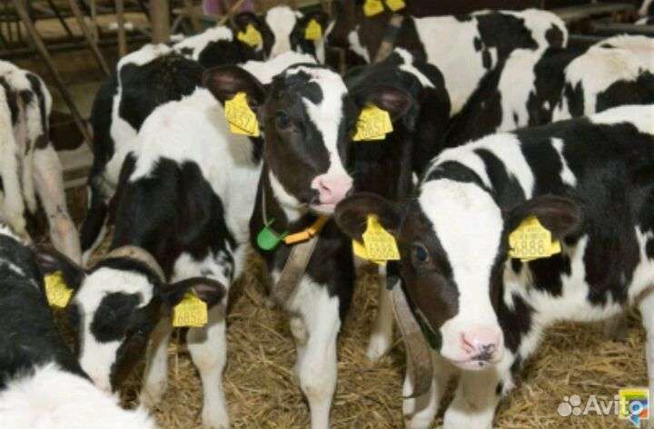 Телята бычки мясные