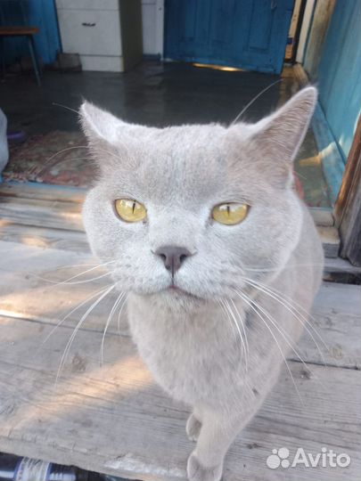 Британский кот