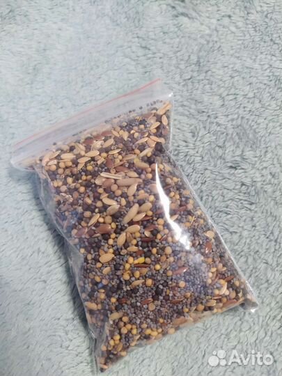 Муравьи-жнецы(Messor Barbarus) Корм