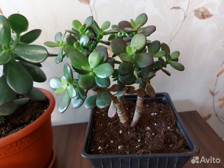 Крассула Денежное дерево