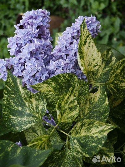 Сирень красавица Москвы Принц Волконский Мадам Лем