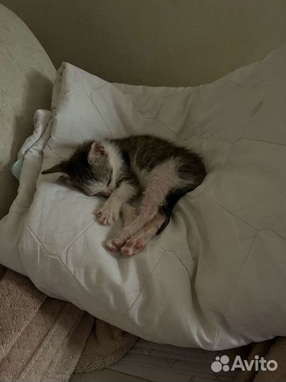 Кошка в дар бесплатно