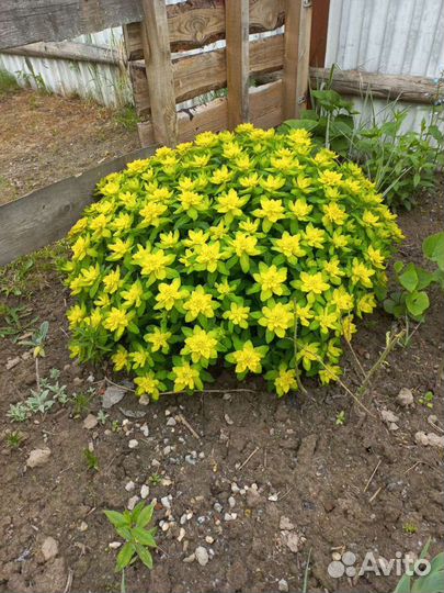 Молочай многоцветный