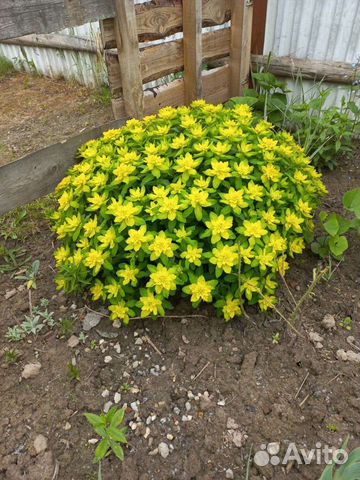 Молочай многоцветный