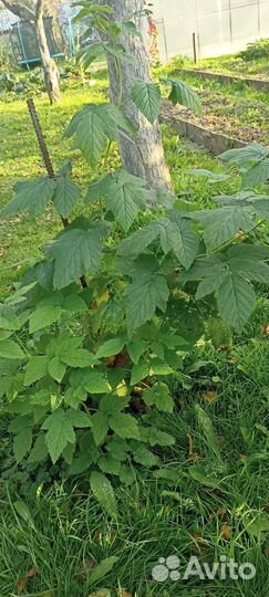 Саженцы желтой малины