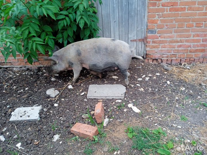 Свиноматка.; Поросенок