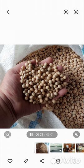 Кукуруза кормовая