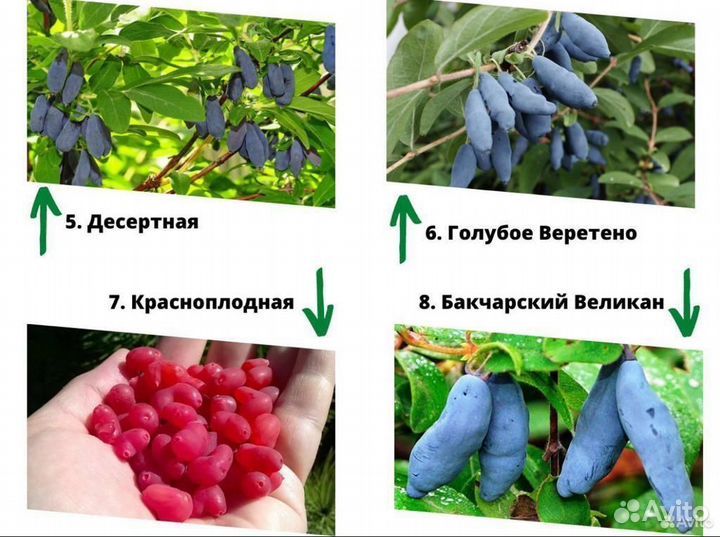 Саженцы жимолости