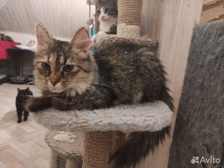 Кошка девочка подросток