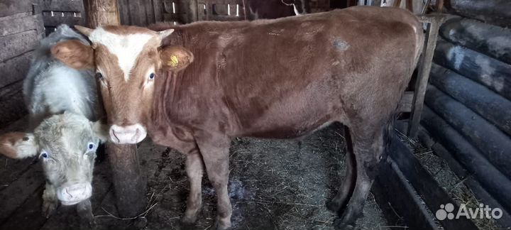 Телята бычки