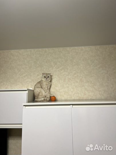 Вязка шотландец ищет даму