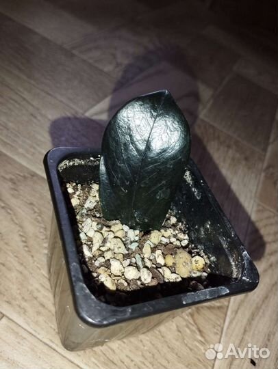 Замиокулькас черный Равен, Давон