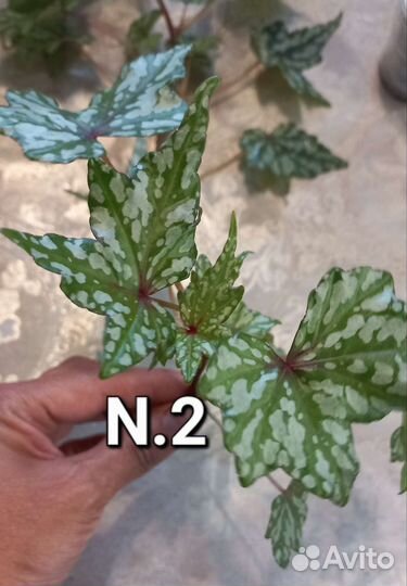 Самые лёгкие и красивые растения