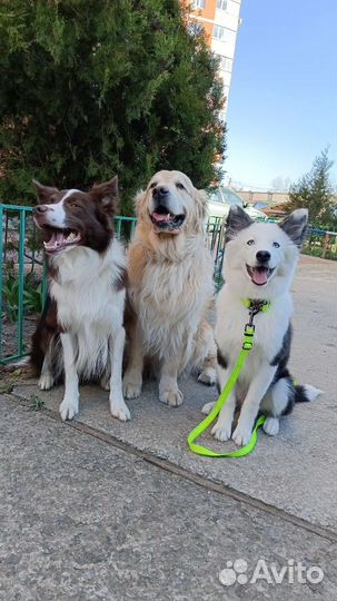 Передержка собак, домашнее содержание