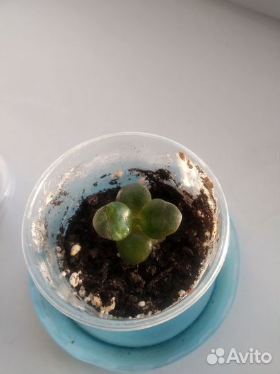 Толстяка циперус мята