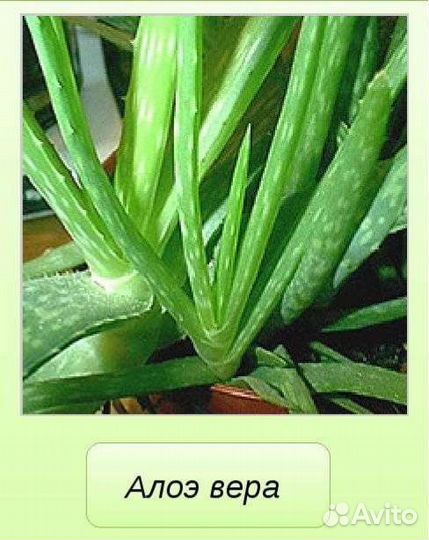 Алоэ вера (2хлетние отростки)