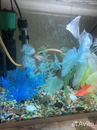 Аквариум под ключ 10 л, фильтр