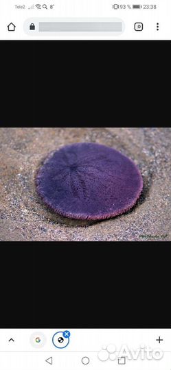 Морской плоский ёж