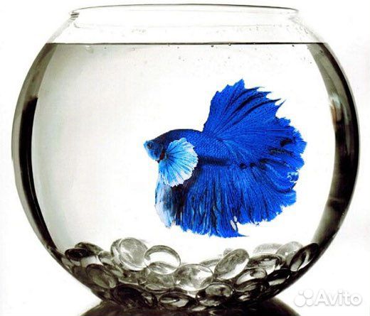 Рыба петушок