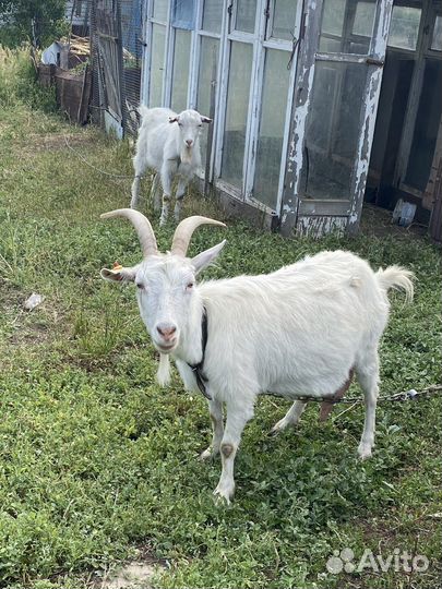 Коза и козел