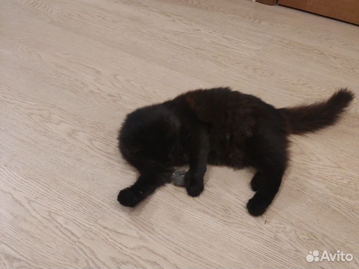 Кошки в добрые руки бесплатно