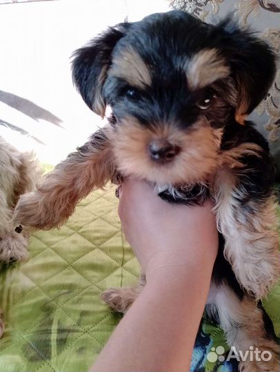 Йоркширский терьер