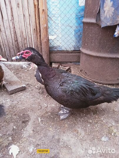 Индоутка селезень