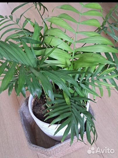 Хамедорея изящная