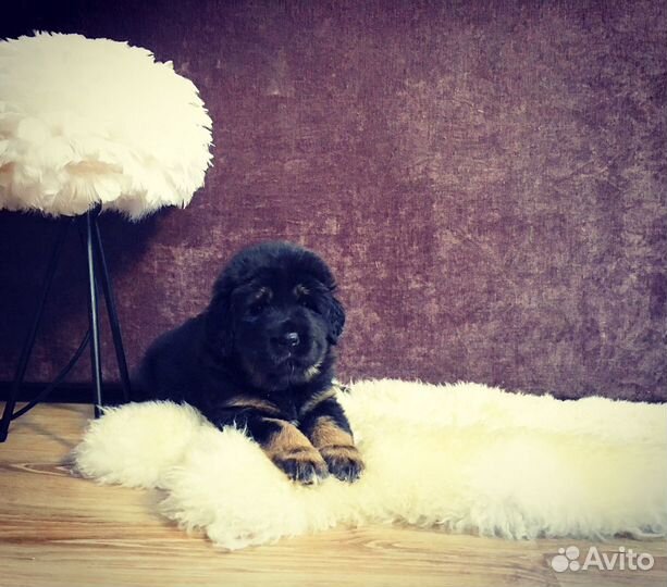 Вязка тибетский мастиф