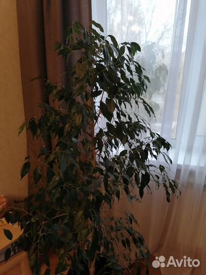 Фикус бенджамина