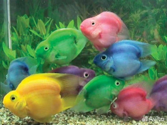 Попугай американский красный, зеленый, платина