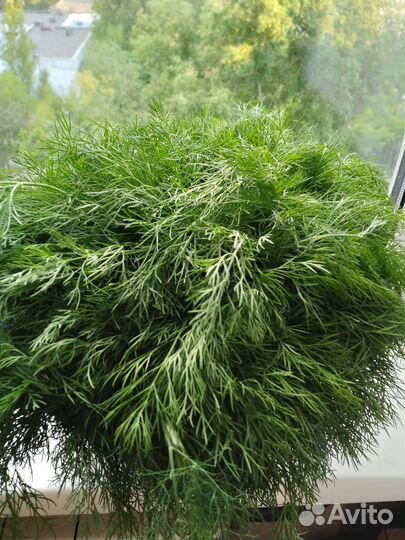 Зелёный укроп,огурцы свежие, баклажаны