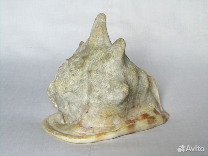 Морская раковина 