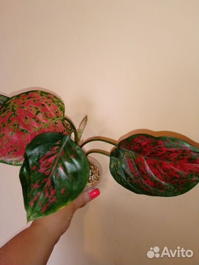 Аглаонемы разные