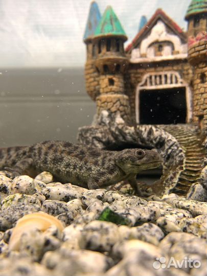 Передержка рептилий (гекконов)