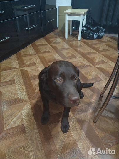 Лабрадор ретривер щенки